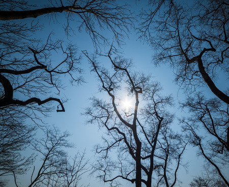 Leafless branches on sky background. Wide angle lens shot.の写真素材