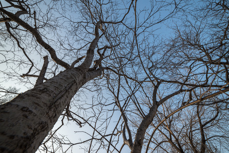 Leafless branches on sky background. Wide angle lens shot.
