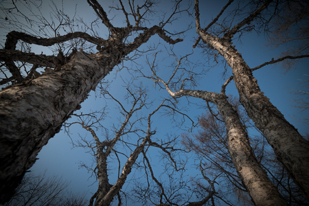 Tree branch silhouette over blue sky background.の写真素材