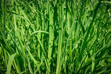 Fresh green grass as background. Selective focus with shallow depth of field.