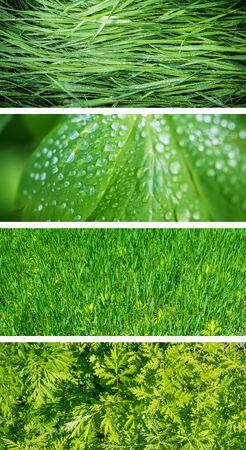 Collection of horizontal banners - Green leafs.の写真素材