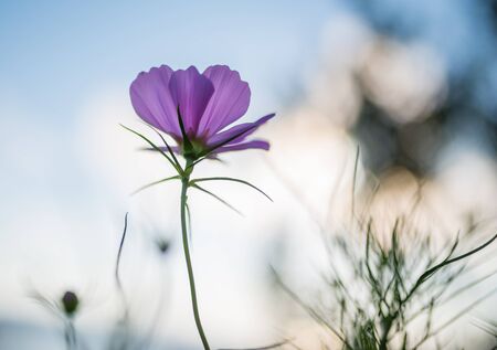 Cosmos flower. Selective focus with super shallow depth of field.の写真素材