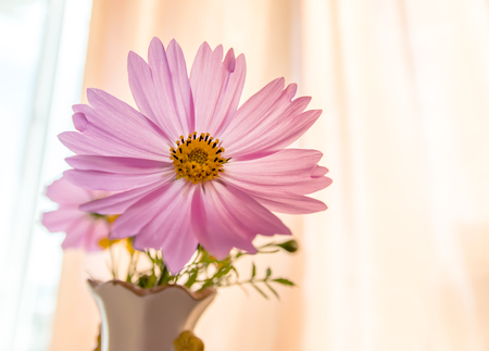 Pink cosmos flower in vase. Selective focus with shallow depth of field.の写真素材