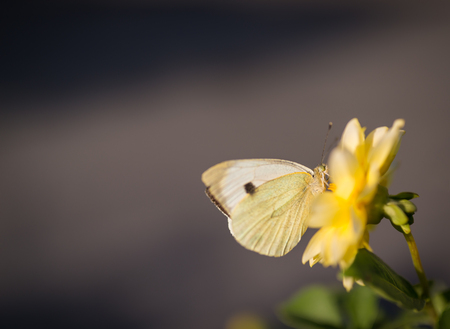 Pieris brassicae, Cabbage butterfly feeding on flower. Selective focus and super shallow depth of field.の写真素材