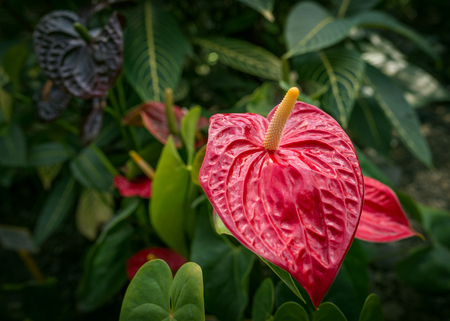 Flower of Anthurium andraeanum in garden (tailflower, flamingo flower or laceleaf). Selective focus with shallow depth of field.の写真素材