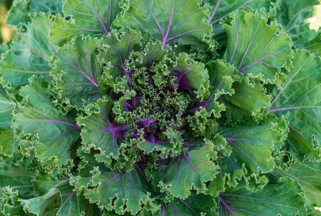 Decorative cabbage in garden. Selective focus.