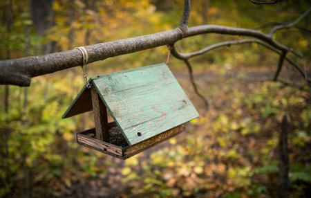 Bird feeder in the autumn forest.の写真素材