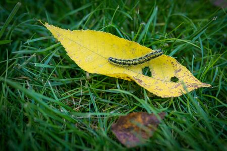 Cabbage White Caterpillar on withered autumn leaf.