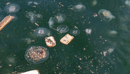 Large accumulation of jellyfish Aurelia in polluted water.の写真素材