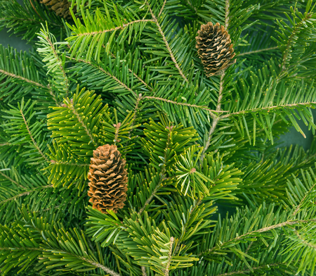Pine branches with fir-cone. Selective focus on cone. Shallow depth of field.の写真素材
