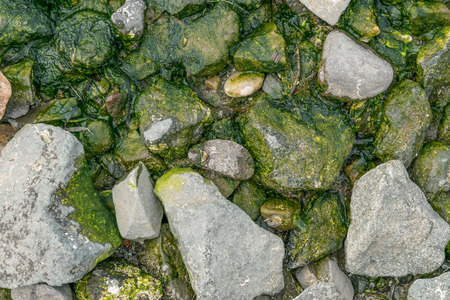 Green sea algae at rocks. Selective focus.の写真素材