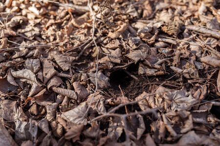Small burrow among withered autumn leaves in the forest.