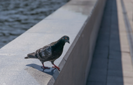 City pigeon closeup. Selective focus.の写真素材