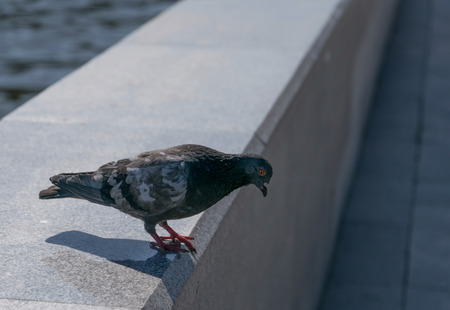 City pigeon closeup. Selective focus.の写真素材