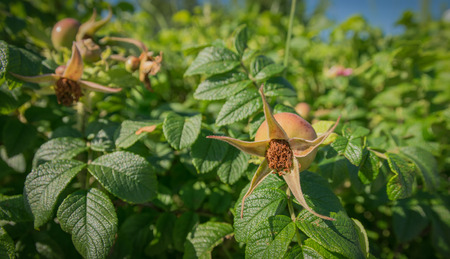 Unripe fruits of dog-rose (Rosa canina, rosehip) growing in nature. Selective focus.の写真素材