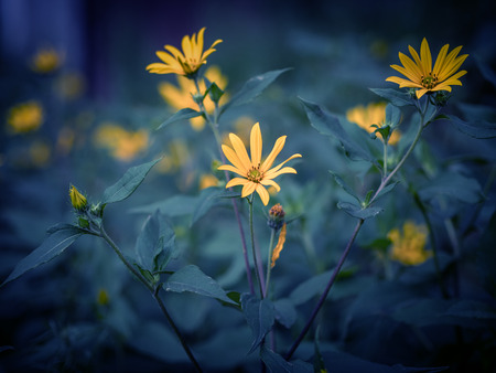 Cosmos flower. Color toned image. Selective focus with shallow depth of field.の写真素材
