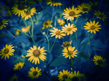 Yellow flowers with selective focus. Color toned image.の写真素材