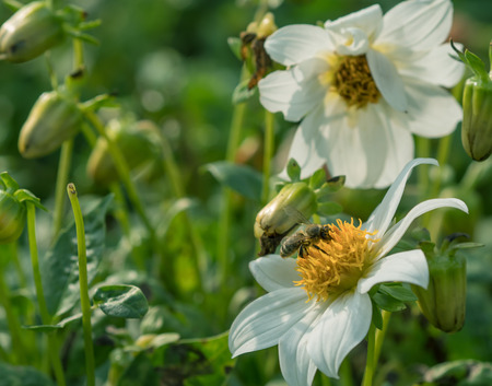 Cosmos flower with small bee. Selective focus with super shallow depth of field.の写真素材
