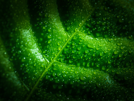 Green leaf with water drops, selective focus with shallow depth of field.の写真素材