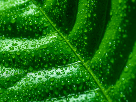 Green leaf with water drops, selective focus with shallow depth of field.