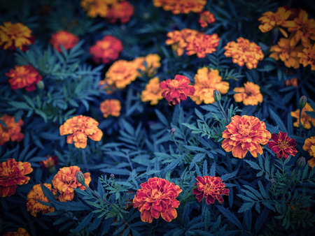 Close-up photo of orange Tagetes flower (marigold). Color toned. Selective focus.の写真素材
