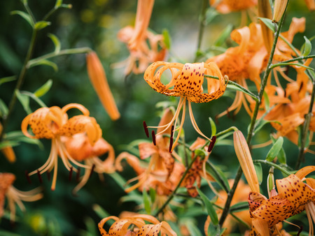 Tiger lily (Lilium lancifolium). Selective focus.の写真素材