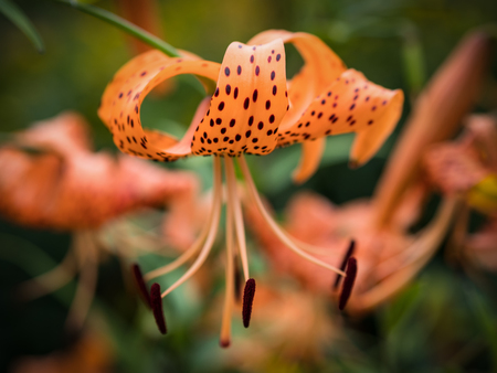 Tiger lily (Lilium lancifolium). Selective focus.の写真素材