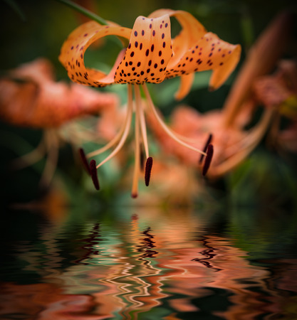 Tiger lily (Lilium lancifolium). Reflected in water.の写真素材
