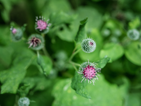 Flowers of Great Burdock (Arctium lappa). Selective focus with shallow depth of field.の写真素材
