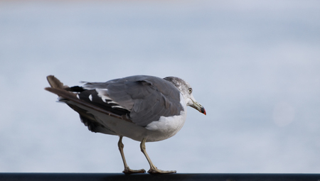 Seagull at the city port. Selective focus. Shallow depth of field.の写真素材