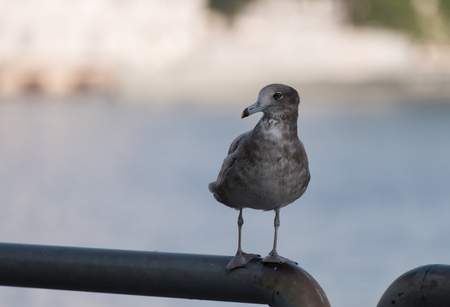 Seagull at the city port. Selective focus. Shallow depth of field.の写真素材