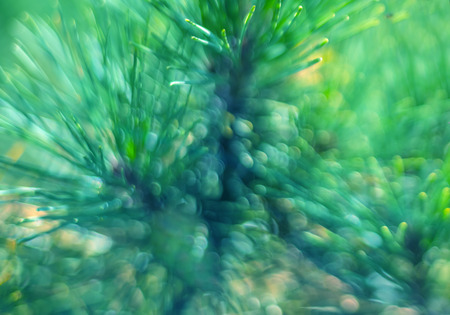 Abstract natural bokeh background.の写真素材
