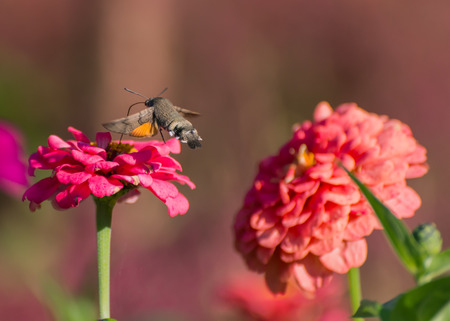 Hummingbird Hawk-moth hovering over flower.の写真素材