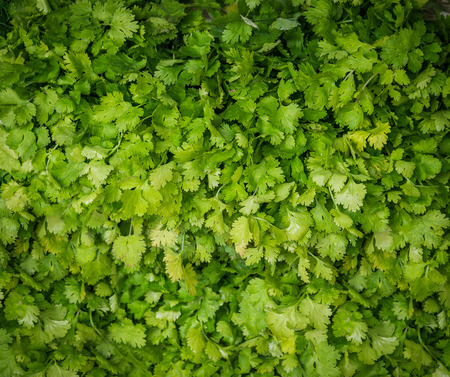 Spices in a supermarket - cilantro.の写真素材