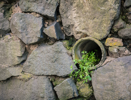 Green leaves growing among the old stone wall.の写真素材