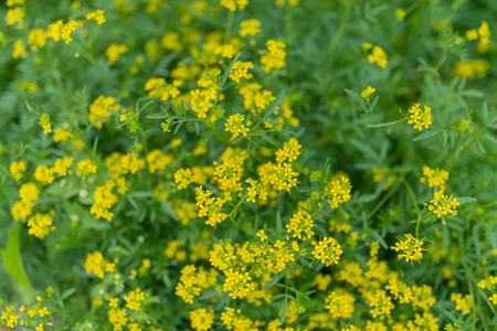 In the garden on a sunny day. Yellow flowers. Selective focus with shallow depth of field.の写真素材