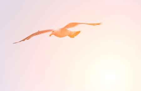 Flying seagull over blue sky with sunlight.の写真素材