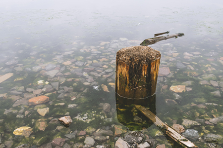 Tree stump in the water.の写真素材