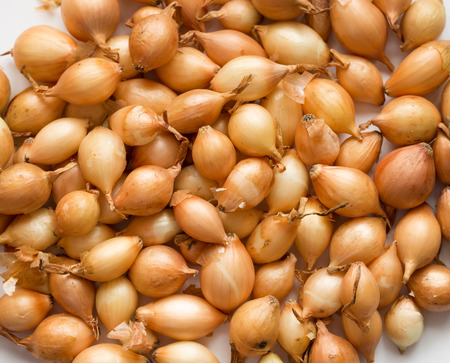 Fresh onions as food background.の写真素材