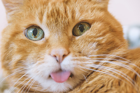 Red cat stretching the tongue out. Selective focus.の写真素材