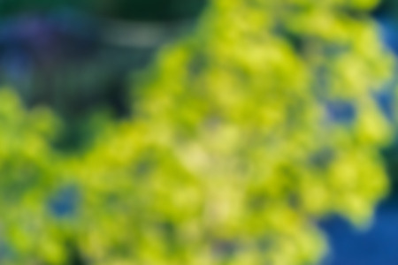 Natural bokeh background of out of focus flowers.の写真素材