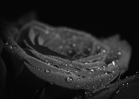 Rose with water drops. Macro shot with shallow depth of field. Black and white toned.の写真素材