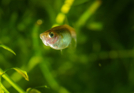 Several of guppy in aquarium. Selective focus with shallow depth of field.の写真素材