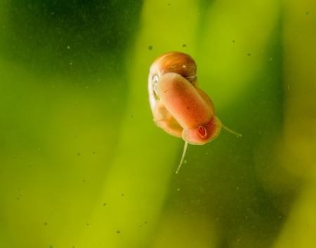 Snail on a glass surface in aquarium. Selective focus.の写真素材