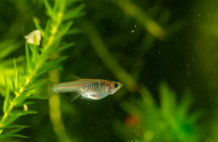 Several of guppy in aquarium. Selective focus with shallow depth of field.の写真素材