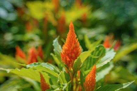 Plumed cockscomb flowers (Celosia Argentea). Selective focus with shallow depth of field.