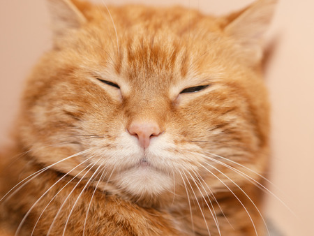 Sleepy red cat. Soft focus on eyes.の写真素材
