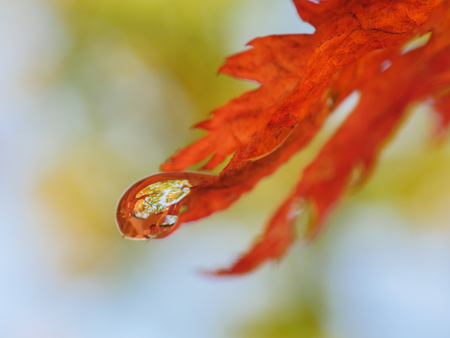 Autumn forest in water drop. Macro with shallow depth of field.の写真素材