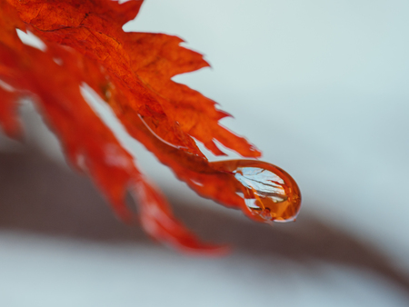 Autumn forest in water drop. Macro with shallow depth of field.の写真素材