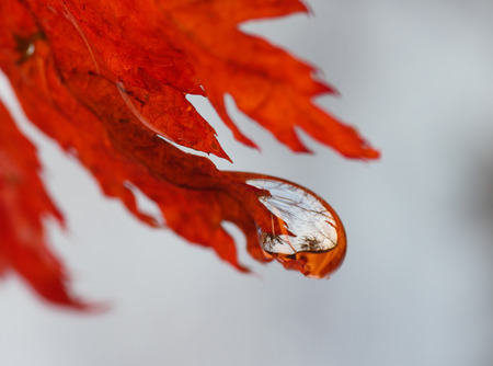 Autumn forest in water drop. Macro with shallow depth of field.の写真素材